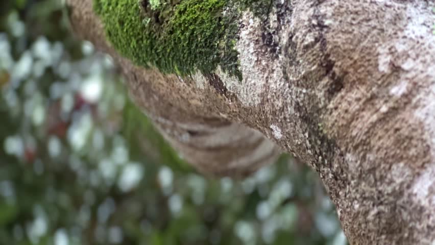 Tree trunks are mossy and wet when it rains. Rain water between trees. Rainy season.
