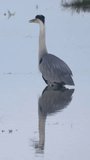 Heron bird standing in water vertical nature video