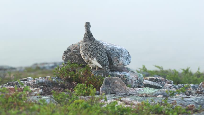 Rock ptarmigan standing behind a rock on the top of Kiilopää fell in Urho Kekkonen National Park, Northern Finland