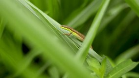 video of a small lizard sitting quietly on the grass in the morning