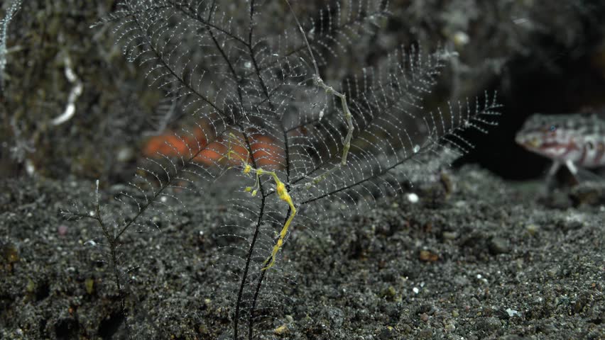 Two colorful skeletal shrimp sit on a hydroid growing on the bottom of a tropical sea, holding onto it with their hind limbs. The sea current rocks them from side to side. Royalty-Free Stock Footage #3448342145