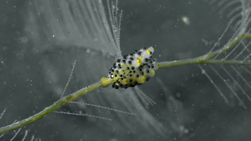 A spotted nudibranch sits motionless on a swaying hydroid branch and eats. Black-Spotted Doto (Doto sp.) 11 mm. ID: black-tipped tubercles, apex tubercles yellow. Royalty-Free Stock Footage #3448342355