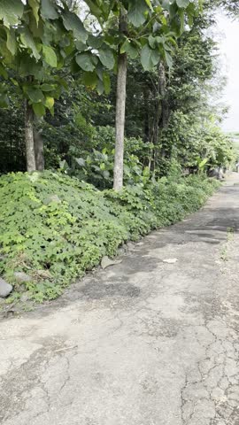 morning atmosphere on the Trawas mojokerto village, Indonesia. 