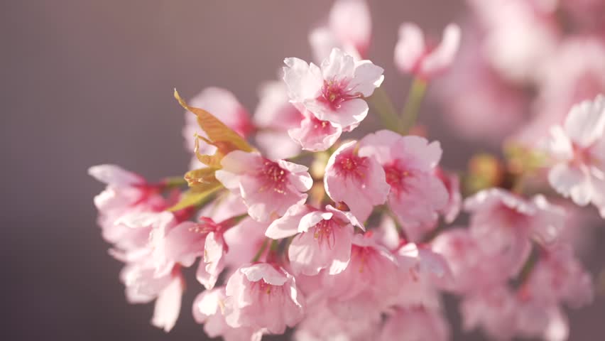 cherry cherry blossom cherry tree spring sakura Tokyo Royalty-Free Stock Footage #3448387783