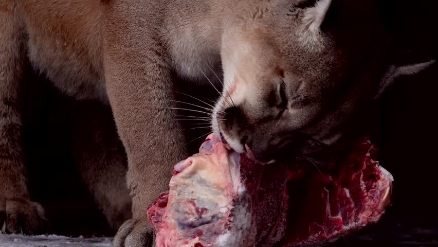 Beautiful Canadian Cougar, Puma Concolor eat raw meat during snowfall in national park. 4k 120fps super slow motion raw footage  Royalty-Free Stock Footage #3448388565