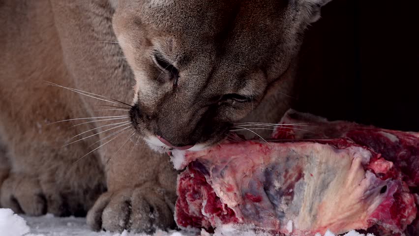 Beautiful Canadian Cougar, Puma Concolor eat raw meat during snowfall in national park. 4k 120fps super slow motion raw footage  Royalty-Free Stock Footage #3448388743