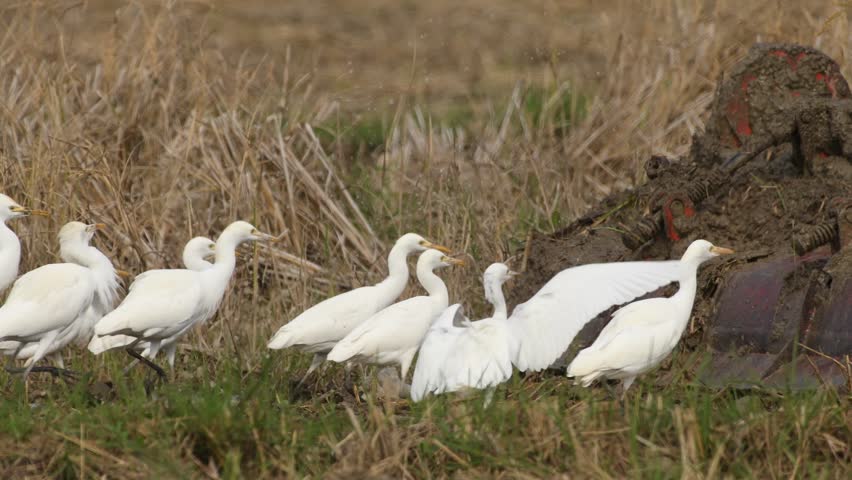 Egret bird in Thailand and Southeast Asia.