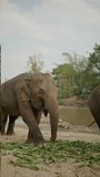 sstkVertical. Vertical video footage of Herd of elephants eating grasses by the river in elephant camp.