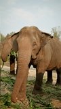 sstkVertical. Vertical video footage of Herd of elephants eating grasses by the river in elephant camp.