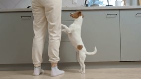 A small dog is eagerly begging for food, standing on its hind legs in a modern kitchen, while a person stands nearby. - Powered by Shutterstock - Get 15% off with code: PIKWIZARD15