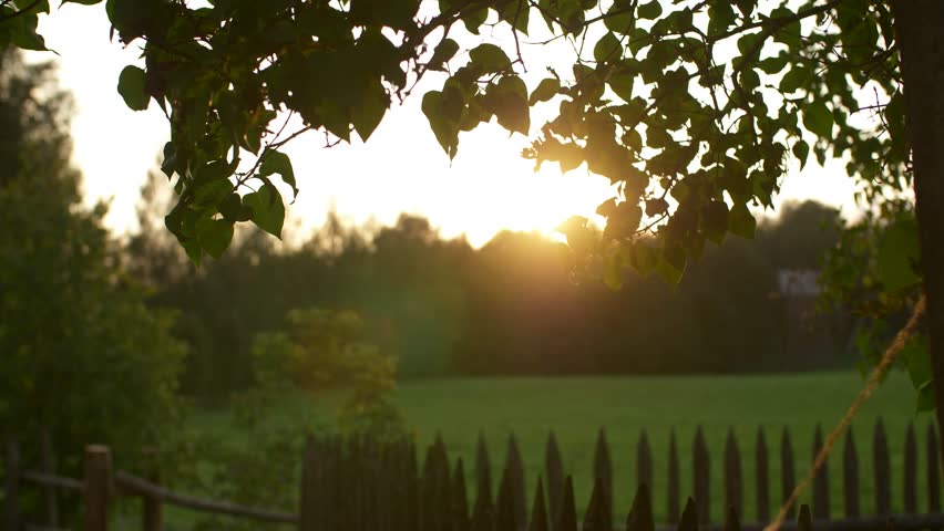 Sunlight coming through the leaves of the tree.