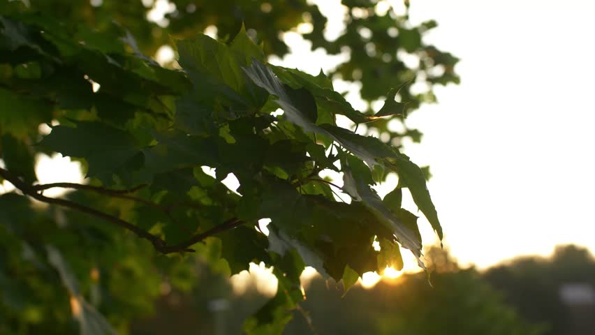 Sunlight coming through the leaves of the tree.