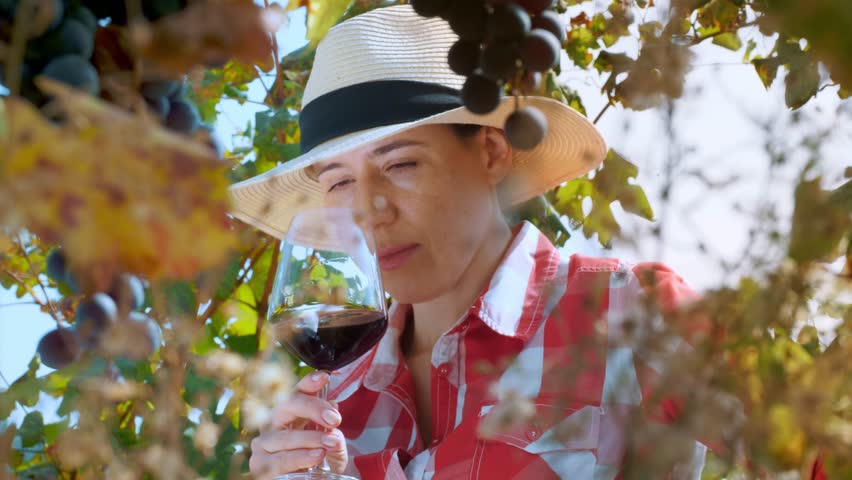 Winery and Wine Business. wine degustation. vineyard. Female sommelier tasting wine, sun breaks through the branches of vineyard. viticulture. Grape Growing. ripe grapes ready for harvesting Royalty-Free Stock Footage #3448602067