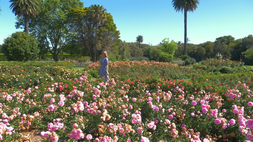 Girl Gives Coffee To Her Friend Waiting In Rose Garden During Summer - Beautiful Pink Roses - Centennial Park In Sydney, NSW, Australia. - handheld shot Royalty-Free Stock Footage #3448636159