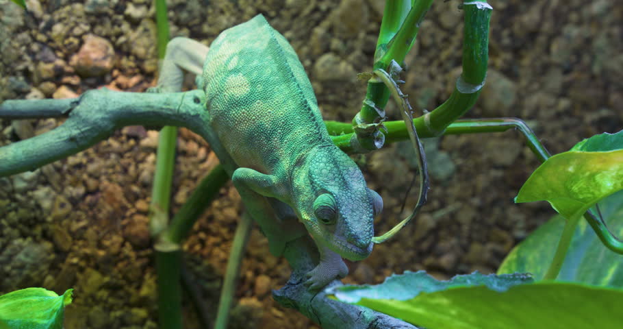 Panther Chameleon or Furcifer Pardalis is a species of Chameleon found on Madagascar. The male Panther Chameleon can grow up to20 Centimeters in Length. This is a female looking for insects. Royalty-Free Stock Footage #3448643751
