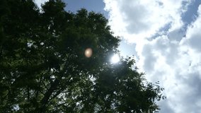 Slow video; moving shot of the summer sun visible beyond the trees
