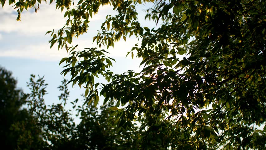 Sunlight coming through the leaves of the tree.