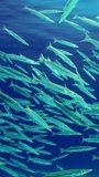 Vertical video, Close-up of school of Barracudas calmly swims under surface of water in blue Ocean, slow motion. School of Yellow-tailed Barracuda (Sphyraena flavicauda)