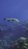 Vertical video, Slow motion, Porcupinefish swims in water column in sunshine. Ajargo, Giant Porcupinefish or Spotted Porcupine Fish (Diodon hystrix) swimming on blue water in sunrays