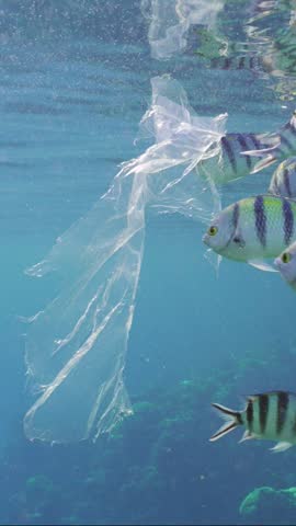 Vertical video, Slow motion, Shoal of Sergeant fish swims around plastic bag. Transparent plastic bag floating in blue water, school of Indo-Pacific sergeant (Abudefduf vaigiensis) floats nearby  Royalty-Free Stock Footage #3448713743