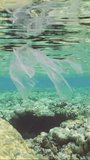 Vertical video, Slow motion, piece of plastic bag drifts under surface of water. Transparent plastic bag floating underwater near coastal zone, coral reef and tropical fish swims in background.