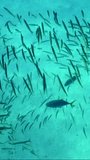 Vertocal video, Slow motion, Pair of Yellowspotted Trevally (Carangoides fulvoguttatus) hunting swimming inside school of Yellow-tailed Barracuda (Sphyraena flavicauda) on sandy bottom background 