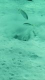 Vertical video, Stingray digs hole in sandy seabed looking for foods, slow motion. Blue spotted Stingray or Bluespotted Ribbontail Ray (Taeniura lymma) digging in sand at bottom looking for food 