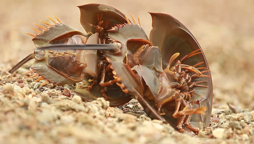 Belangkas or scientific name tachypleus gigas and also belong to the group 