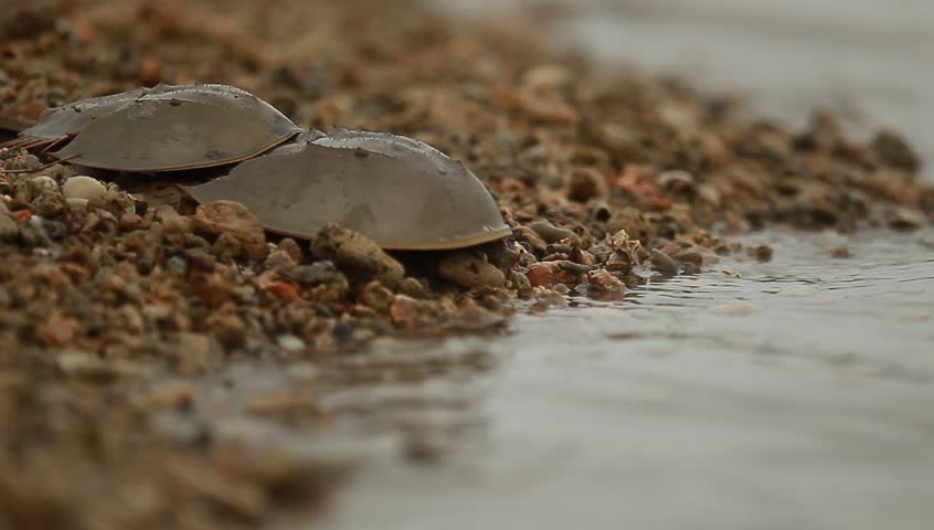 Belangkas or scientific name tachypleus gigas at the sand beach