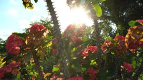 Euphorbia milii with the sun