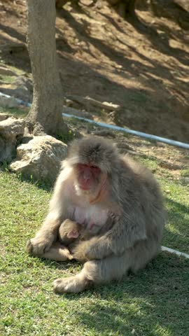 Japanese Macaque mother eating and feeding her baby at Arashiyama Monkey Park Iwatayama in Kyoto, Japan.