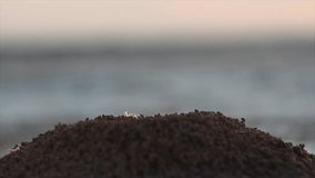 Slow motion video of a mountain access nest of mini white spiders