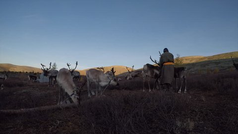 tsaatan man with his reindeers in northern Mongolia