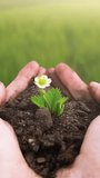 Flower growing from human hands on blurred green field background. Vertical video for smartphone screen, for target social media platforms and web browsers on mobile devices.