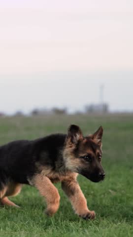 dog shepherd runs on green grass in the park. puppy breed shepherd. little dog runs. dog training. running pet smart shepherd dog. run concept. thoroughbred four-legged friend.