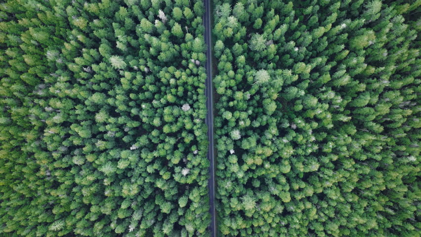 Cinematic drone shot flying over road in pine tree forest Washington. Aerial top down 4k view of SUV car driving on country road in evergreen forest. Vehicle on road trip in scenic forest at twilight