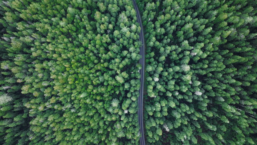 Cinematic drone shot flying over road in pine tree forest Washington. Aerial top down 4k view of SUV car driving on country road in evergreen forest. Vehicle on road trip in scenic forest at twilight