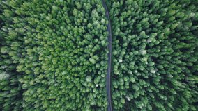 Cinematic drone shot flying over road in pine tree forest Washington. Aerial top down 4k view of SUV car driving on country road in evergreen forest. Vehicle on road trip in scenic forest at twilight - Powered by Shutterstock - Get 15% off with code: PIKWIZARD15