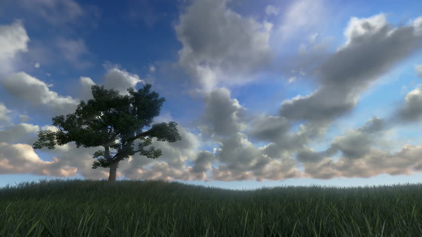 Solitary tree on green meadow, timelapse clouds