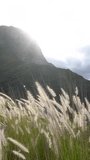 Full HD slow motion of wild plants. Landscape with the mountain in the distance.