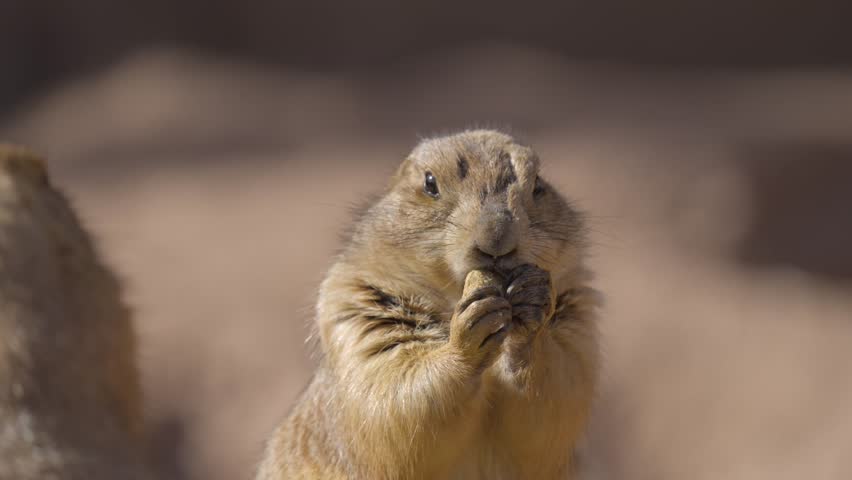 This video shows a prairie dog eating food from it's hands and then stopping when it notices something startling ahead. Royalty-Free Stock Footage #3448972419