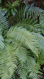 Ferns with delicate leaves thrive in the wild. Vertical video.