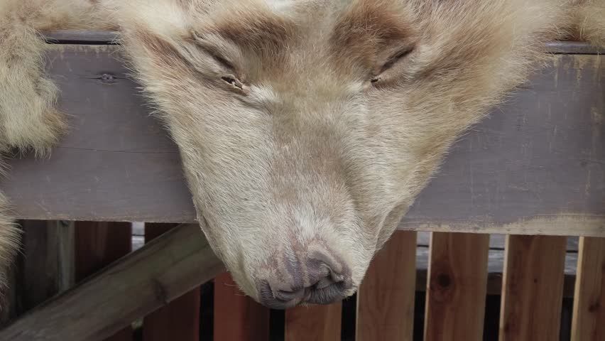 Grizzly bear on the coast