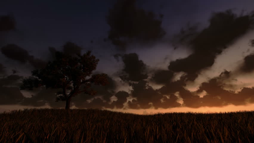 Solitary tree on green meadow, timelapse sunrise, night to day