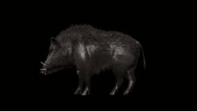 3D wildlife Boar eating root, fallen fruits with cycle view, 4k animation 60 fps on black background, 4k Pig eat nuts and acorns rendering with alpha matte clip, also known as the wild swine, wild pig