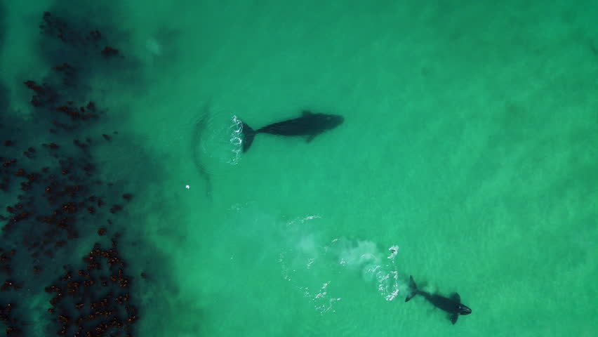 Whales swimming in clear shallows next to kelp forest, sandy bottom, drone riser Royalty-Free Stock Footage #3449005709