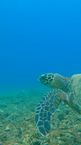 UNDERWATER: Endangered Hawksbill sea turtle swimming in tropical coral reef. Follow shot of Hawksbill sea turtle in natural habitat. Magnificent marine wildlife in tropical ocean waters. Royalty-Free Stock Footage #3449012053