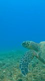 UNDERWATER: Endangered Hawksbill sea turtle swimming in tropical coral reef. Follow shot of Hawksbill sea turtle in natural habitat. Magnificent marine wildlife in tropical ocean waters.