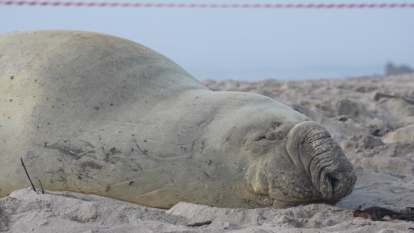 Rare sighting of a vagrant southern elephant seal (Mirounga leonina) on the Onrus beach near Hermanus, Whale Coast, Overberg, Western Cape, South Africa. Royalty-Free Stock Footage #3449040711