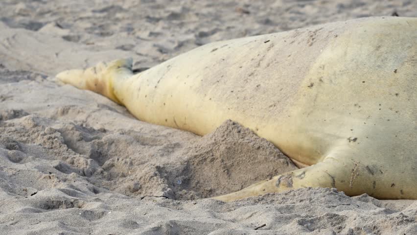 Rare sighting of a vagrant southern elephant seal (Mirounga leonina) on the Onrus beach near Hermanus, Whale Coast, Overberg, Western Cape, South Africa. Royalty-Free Stock Footage #3449052687